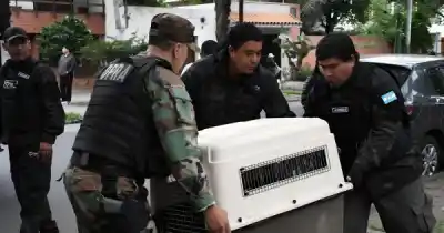 El ave que aterrorizaba a los vecinos del centro salteño ya tiene un nuevo hogar