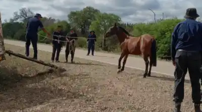 Caballos sueltos en calles y rutas: retuvieron 16 en operativos sorpresa
