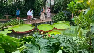 Tres hermanos crearon un jardín acuático en El Bolsón y un cliente contó que el estanque le salvó la casa del fuego