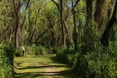 Entre Ríos, territorio de flora única: tres charlas gratuitas para descubrirla