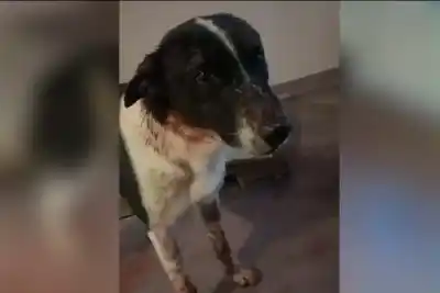 Le disparó con una carabina a un perro en Caseros: la Justicia ya tiene un nombre