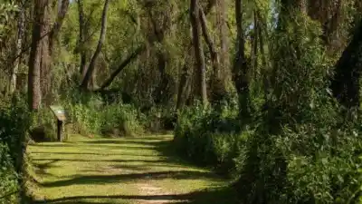 Tres jornadas gratuitas para descubrir la flora nativa de Entre Ríos: quiénes estarán a cargo