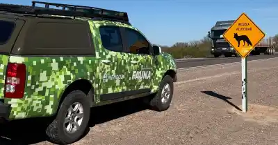 En Ñacuñán ya no es solo un cartel: la fauna no espera y los autos tampoco