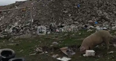 El basural que creció en la cancha del barrio y desató una guerra de chanchos