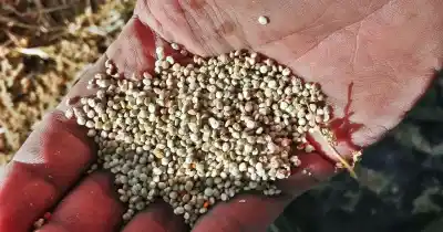 La quinoa argentina que viajará al espacio: qué buscarán los científicos