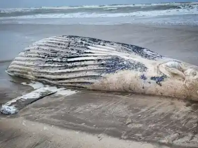 Una ballena jorobada apareció sin vida en una playa entre Mar de Cobo y Mar Chiquita