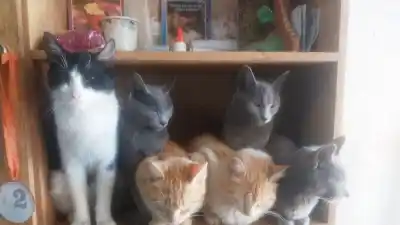 Un refugio de San Juan pide ayuda urgente para que 38 mascotas no se queden sin comida