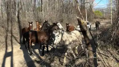 Nadie los arrea, nadie los reclama: los 20 caballos que tienen en jaque a los productores de Vista Alegre