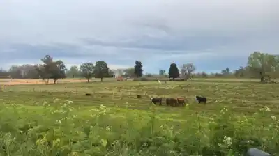 Cortó un alambrado de 7 hilos, faenó 7 vacas y se fue por la Ruta 191: la escena que encontró el productor