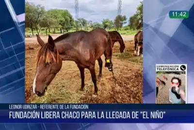 El Niño golpea a Libera: 20 caballos rescatados esperan refugio y piden una mano urgente
