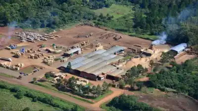 La maderera de Misiones que empleaba a 300 personas ya no existe: la Justicia ordenó algo drástico