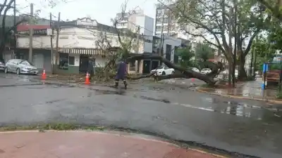 Un árbol enorme se vino abajo en Posadas y dejó una calle cortada: lo que encontraron entre las ramas