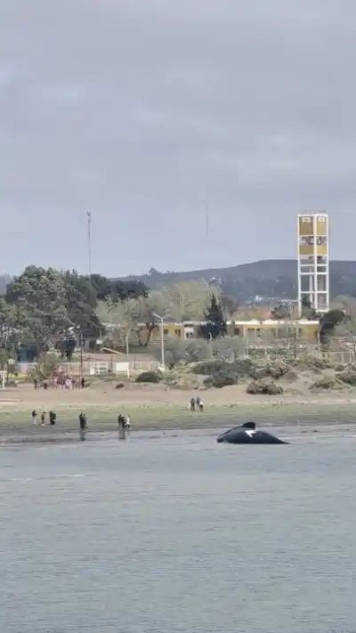 Puerto Madryn: dos ballenas más aparecieron sin vida en la costa y ya encienden las alarmas