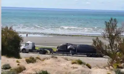 Aparecieron ballenas adultas sin vida en las costas de Chubut: la hipótesis que manejan los expertos