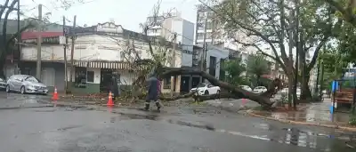 Se venía la tormenta en Posadas y un árbol de gran porte terminó cruzado sobre la calle Barrufaldi