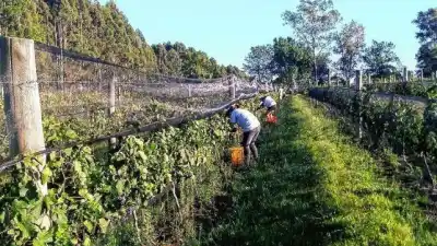 31 bodegas entrerrianas y una cita que llega por primera vez