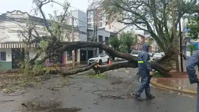 Cayó un árbol sobre una calle de Posadas y los cables quedaron abajo: así trabajaron los bomberos