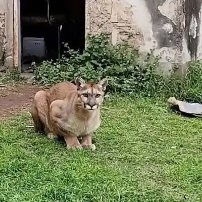 Un puma adulto apareció en plazas y casas de Los Surgentes: cómo lograron atraparlo
