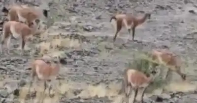 Los guanacos bajaron a la nieve de Punta Negra y el video despertó un pedido urgente