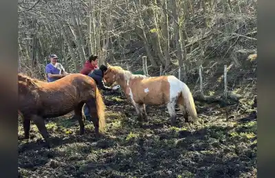 Rastrillaje en la ciudad y en el Parque: 10 equinos capturados y 28 actas en cinco barrios