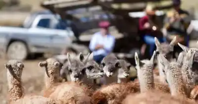 Cien productores se reunieron en Gobernador Gregores para esquilar guanacos: qué buscan lograr