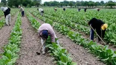 Tucumán y otras cuatro provincias llevan al Congreso una sospecha que salpica al Fondo del Tabaco
