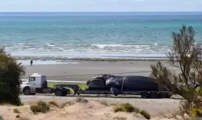Cuatro ballenas muertas en 24 horas: el cambio que nadie esperaba en Península Valdés