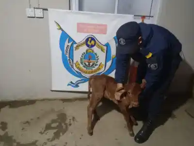 La Policía Rural lo persiguió en un camino vecinal y el motociclista se deshizo de un ternero en plena fuga