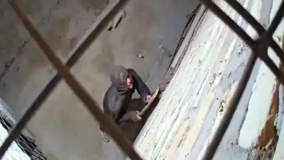 Le forzaron las rejas y entró a robar dos veces: la vecina ya no sabe qué hacer