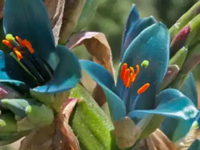 La planta que esconden las montañas neuquinas y que casi nadie vio