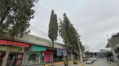 Talan pinos históricos en Yerba Buena y un vecino estalló: "El mercantilismo le gana a la Flor"