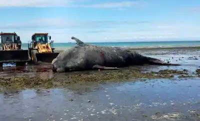 Puerto Madryn: dos ballenas más aparecieron sin vida y la costa ya suma cinco en tres días