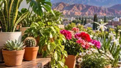 Dietes, suculentas o lengua de suegra: qué planta conviene según el espacio de tu casa en Jujuy