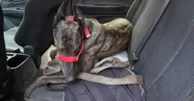 Carrera clandestina de galgos en Medrano: allanaron la casa del detenido y apareció algo más