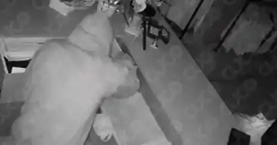A las 6 de la mañana rompió el vidrio de una tienda de Tupungato: las cámaras lo captaron revisando cada rincón
