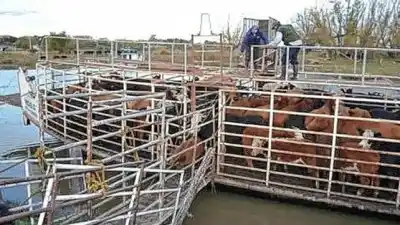 El Paraná empieza a crecer y los ganaderos ya sacan miles de animales de las islas