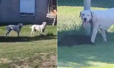 Un perro se escapó de su casa y lo que hizo después dejó a todos en estado de alerta