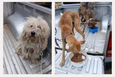 Dos barrios, dos allanamientos y cuatro perros que vivían encadenados: el operativo que conmovió a Corrientes