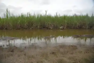 La lluvia frena la zafra: los ingenios que dejaron de moler y la advertencia que ya suena en Tucumán