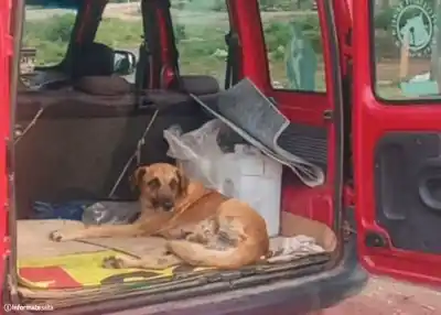 Atacaron a machetazos a un perro en Orán: la lucha que no pudo ganar