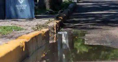 Llovió fuerte en Mendoza y Salud encendió la alerta: el mosquito que puede aparecer en tu patio