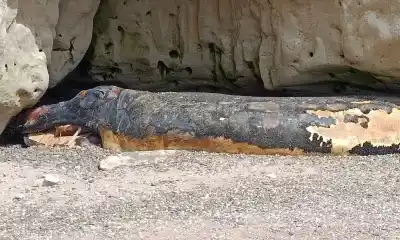 Muerte de ballenas en Chubut: la advertencia de una guía ballenera que descolocó a todos