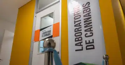 Mendoza ya analiza cannabis en casa: el laboratorio que procesa 200 muestras en 15 minutos