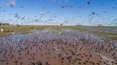 Cazadores de patos en alerta: profesionales de Gualeguay piden anular el estudio que habilitó la temporada