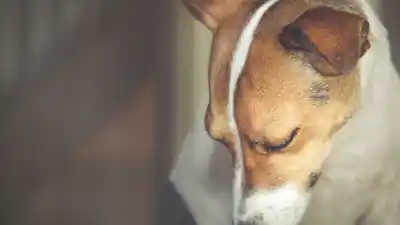 Un cachorro fue víctima de abuso en San Juan: el dato que expuso el proteccionista