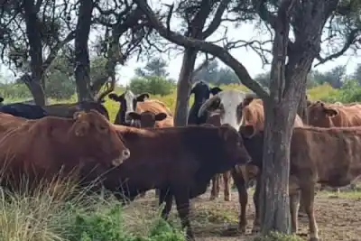 Tenía 50 vacas en su campo de Quebrachos y notó que seis ya no estaban: ahora investigan qué pasó
