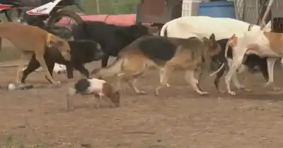 Un refugio animal en emergencia: las tormentas dejaron al descubierto una realidad que pocos conocen