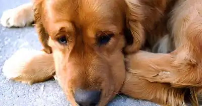 Maltrato animal en Salta: hasta romper un vidrio puede ser legal para salvarlo