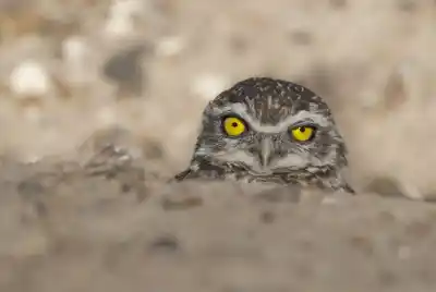 El fotógrafo pampeano que llegó a National Geographic y ahora enciende una alarma