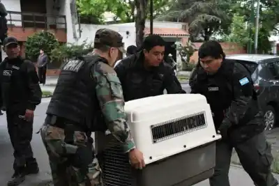 Un aguilucho se plantó frente al IPV y los vecinos no sabían qué hacer: terminó en una reserva